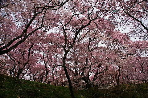 桜の森080416s.jpg