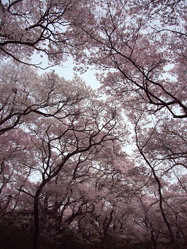 桜の森②s.jpg