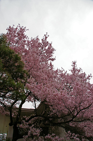 絵島囲み屋敷の桜s.jpg