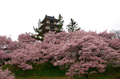 高遠の桜080416s.jpg
