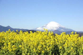 菜の花・富士山.jpg